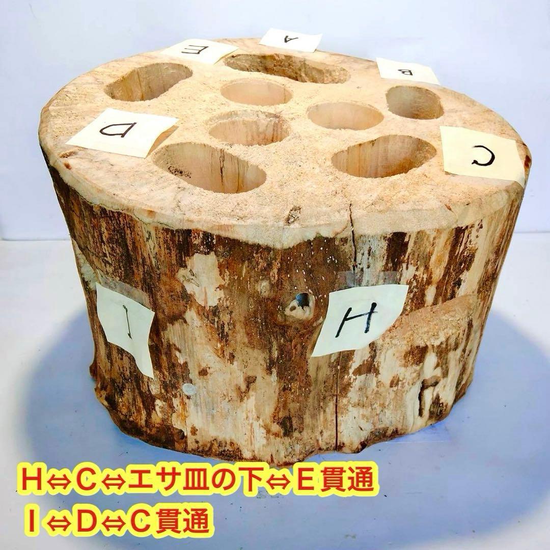 特大隠れ家　天然樹洞　登り木　クワリウム　クワガタ　止まり木　シェルター　エサ皿