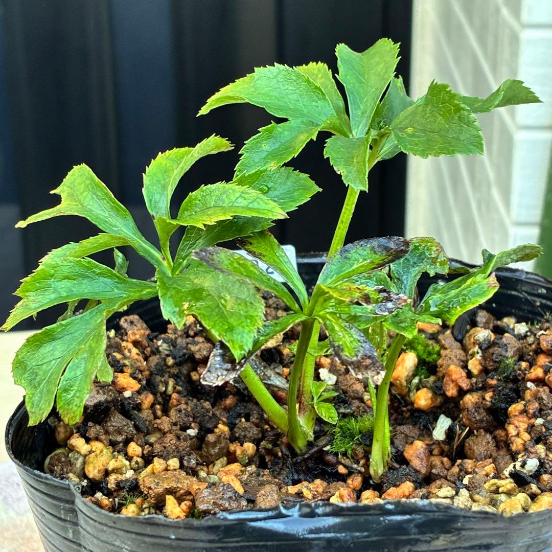 ま*️様 ☘️唯一無二☘️❤️根充実❤️新葉❤️3228⭐️まん丸⭐️大輪⭐️超