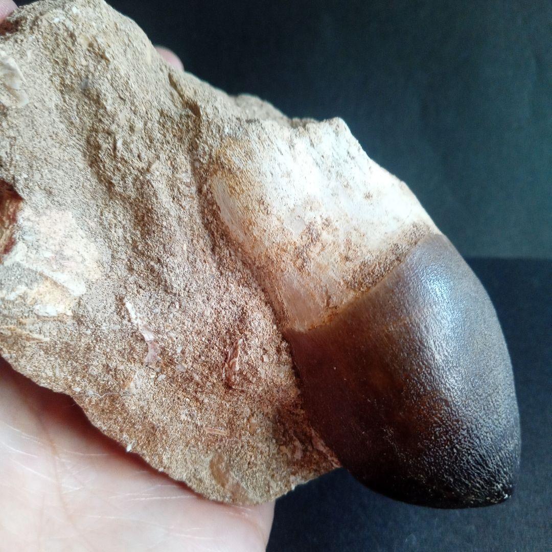 恐竜　歯化石　モササウルス　特大歯　極美麗