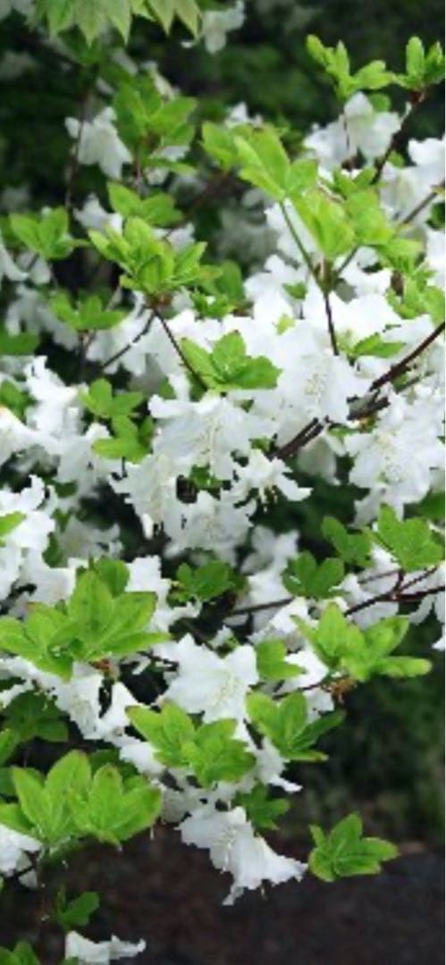 シロヤシオツツジ