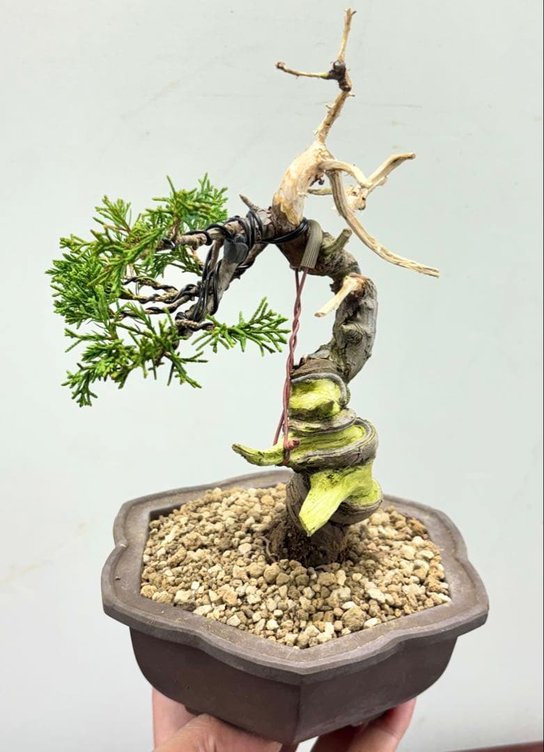 g*m様 糸魚川真柏盆栽【オークション】‼️‼️