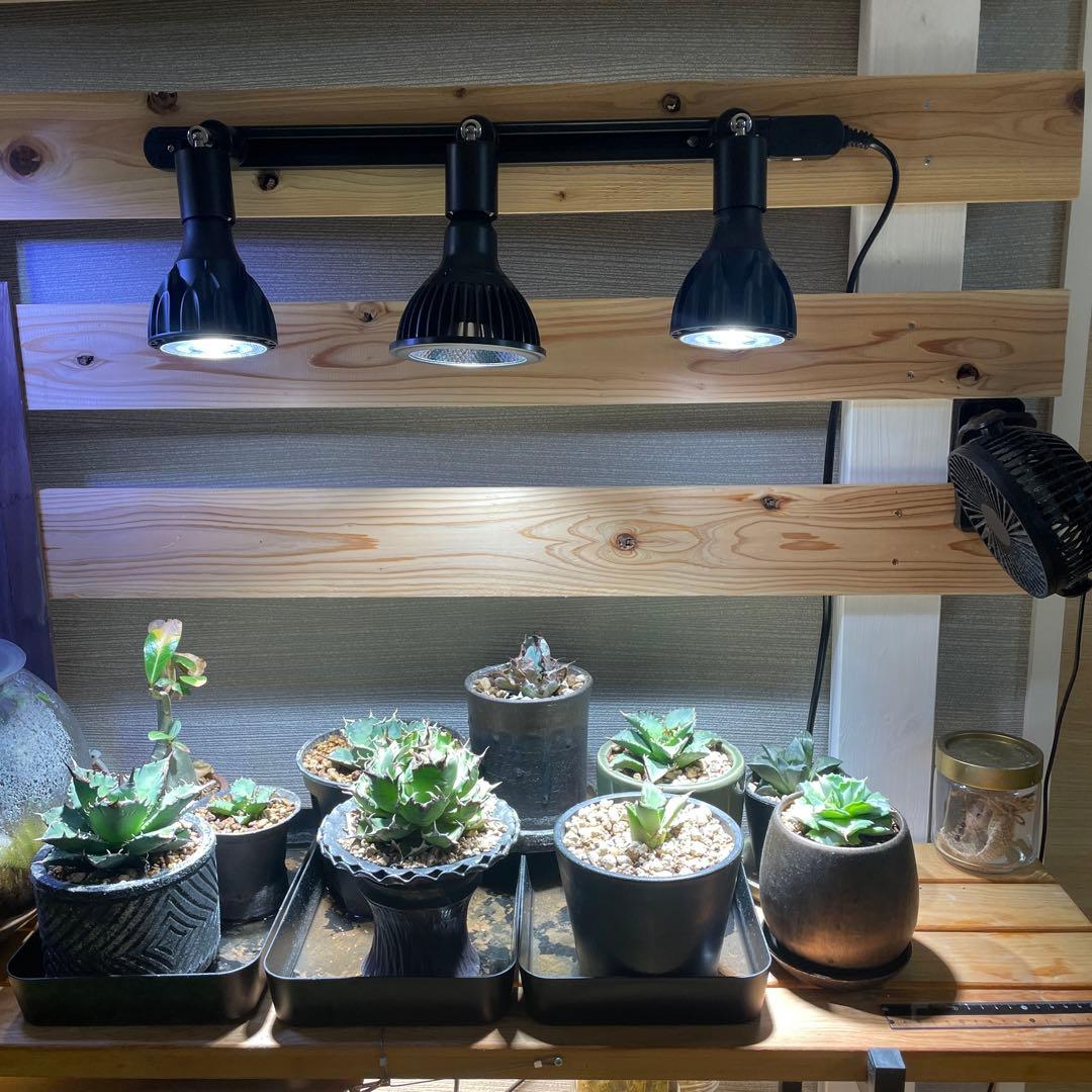 アガベ姫厳龍(親株.植木鉢付き)