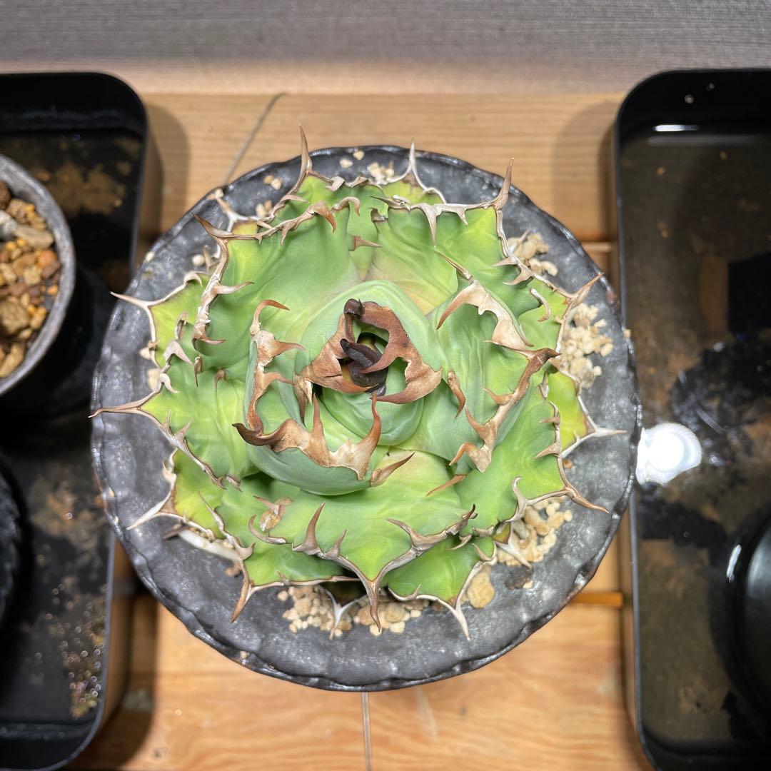 アガベ姫厳龍(親株.植木鉢付き)