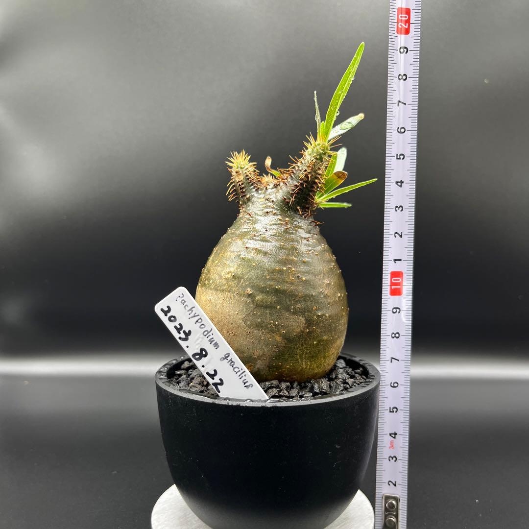 パキポディウム　グラキリス手乗りサイズ緑肌　安心発根済