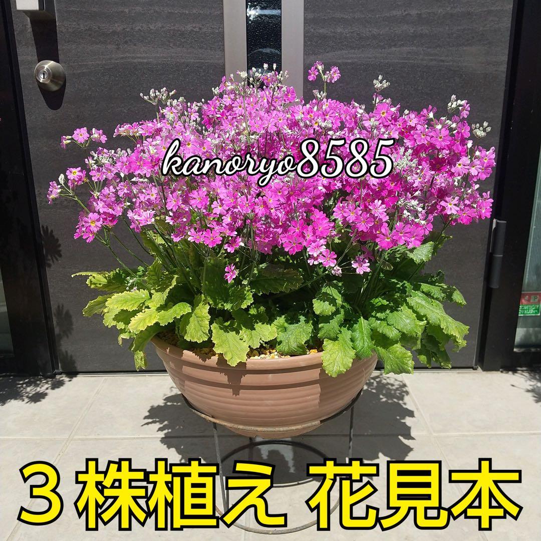 いちご 24