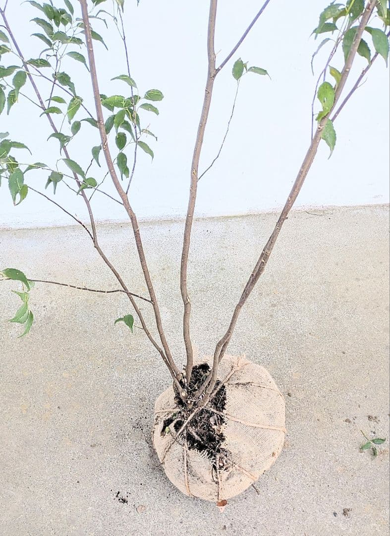 秀逸。山採りハイノキ。