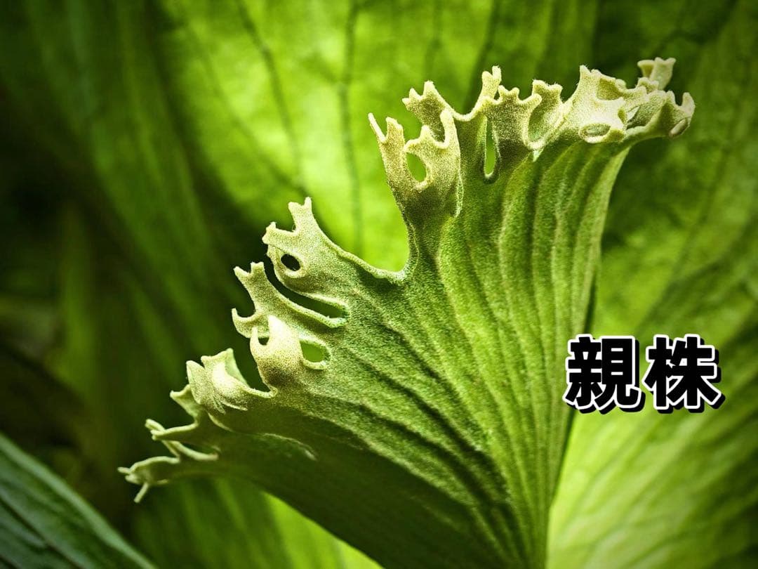 tbt　ビカクシダP. Flamenco