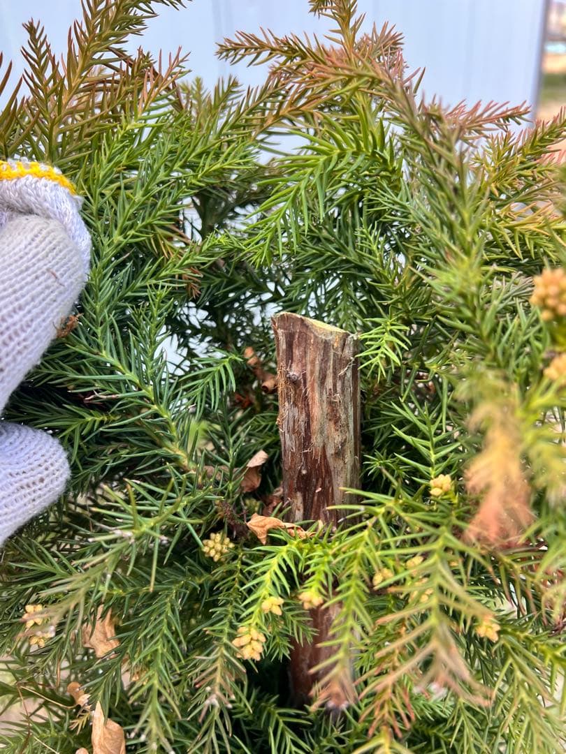 杉　直幹　盆栽