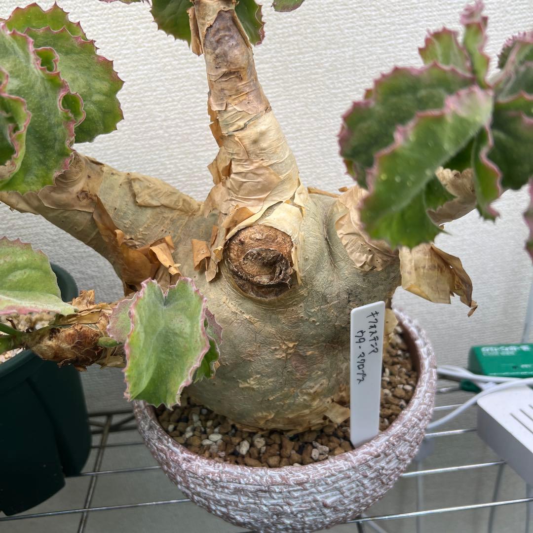 キフォステンマ ウターマクロプス