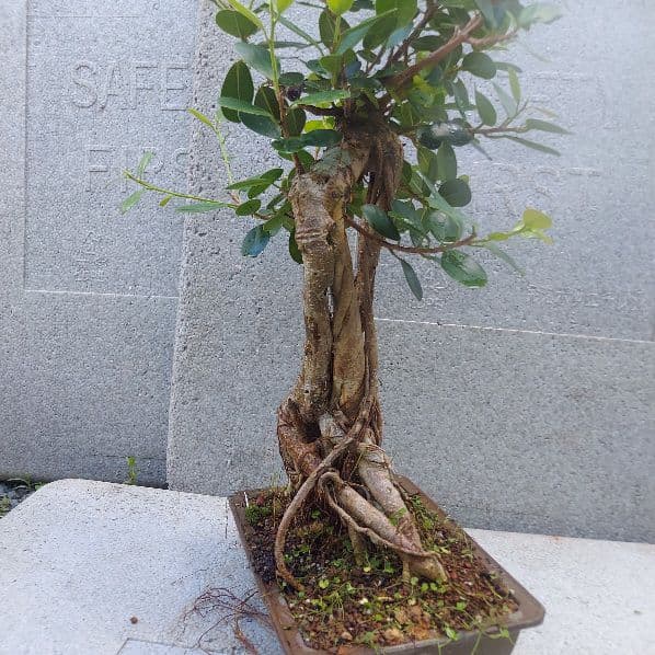 亜熱帯の樹木　パンダガジュマル　①