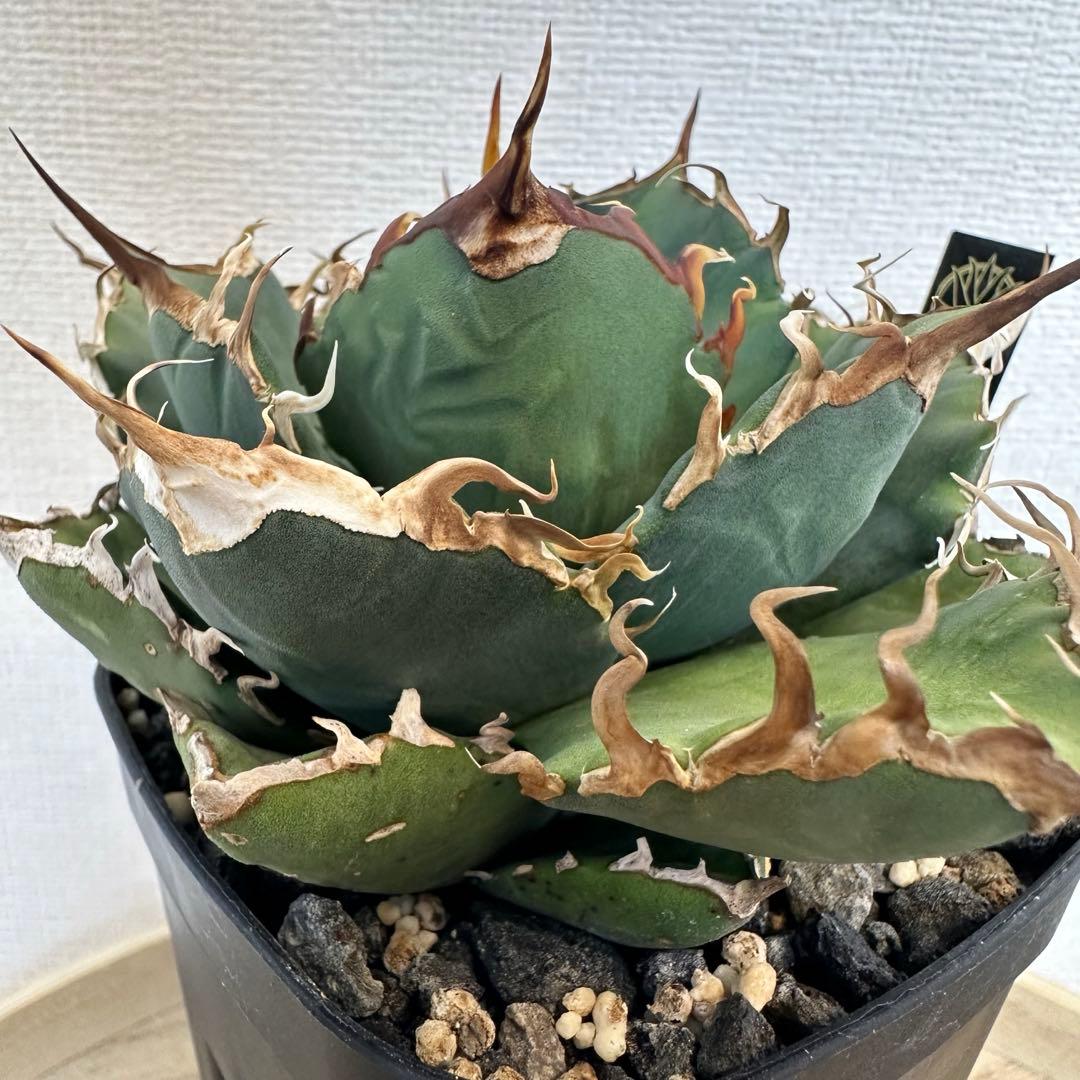 アガベ　dennis020