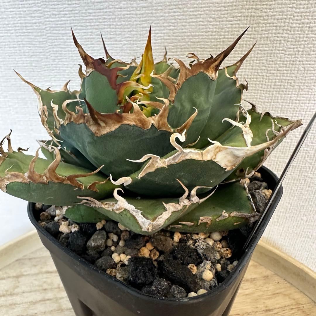 アガベ　dennis020