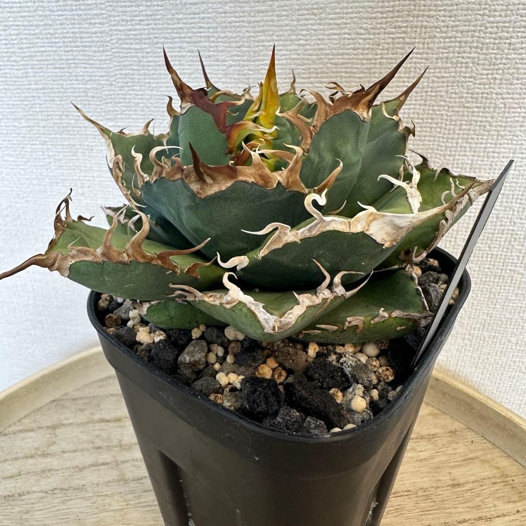 アガベ　dennis020