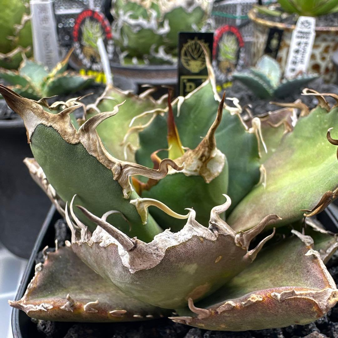 アガベ　dennis020