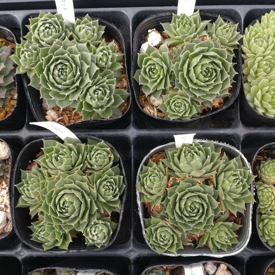 1ポット410円〜 センペルビウム26年1月 その2