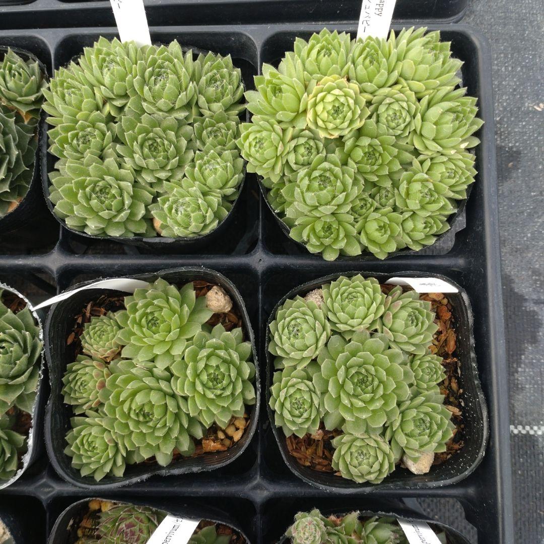 1ポット410円〜 センペルビウム26年1月 その2