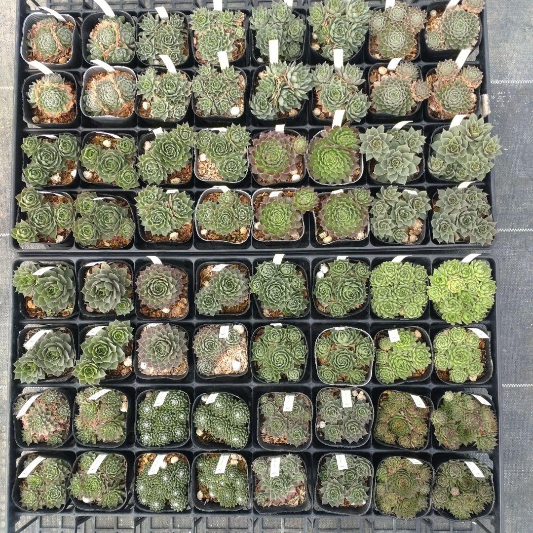 1ポット410円〜 センペルビウム26年1月 その2