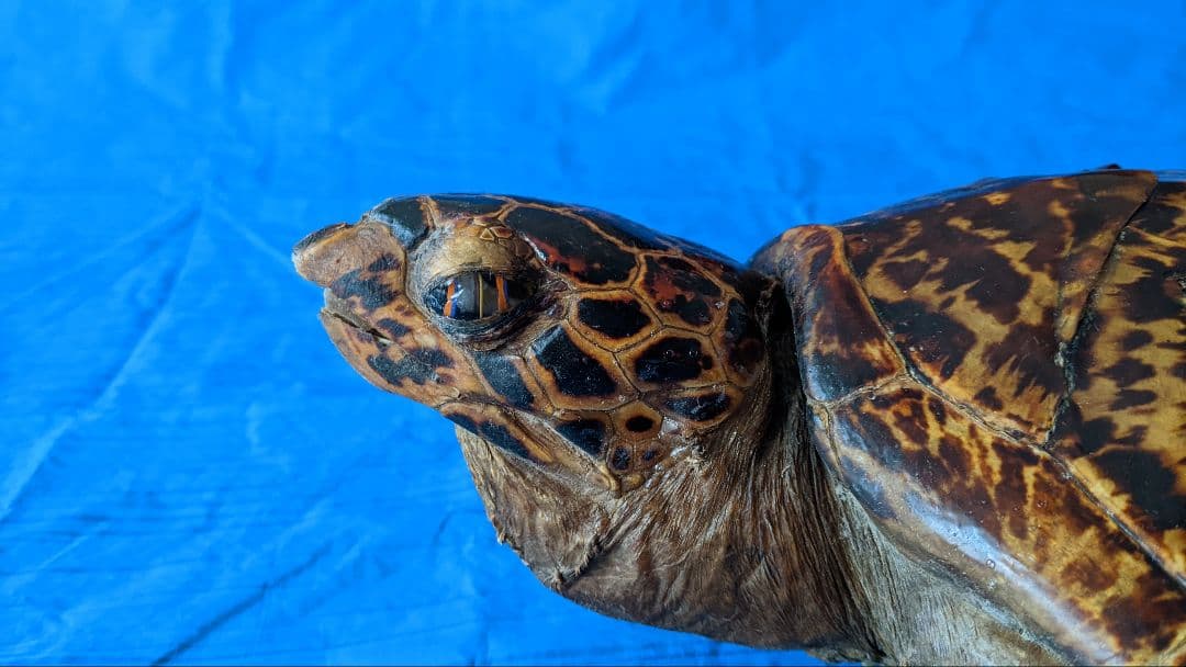 ④うみがめ〚タイマイ〛の剥製　 　壁掛けフックつき