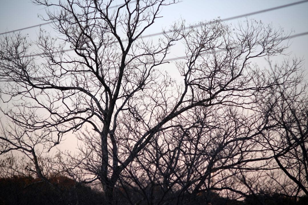 レンズ(単焦点) Pentax Takumar 200mm f/3.5 #7865