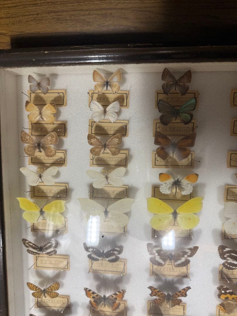 蝶の標本 2ケースセットまとめ売り
