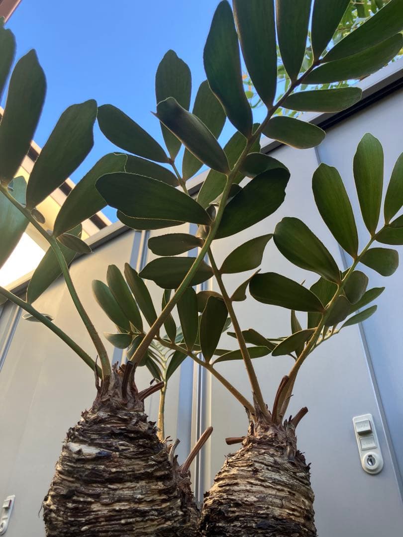 【オマケ付き】ザミア　フルフラセア　3頭株　鉢ごと発送　メキシコソテツ