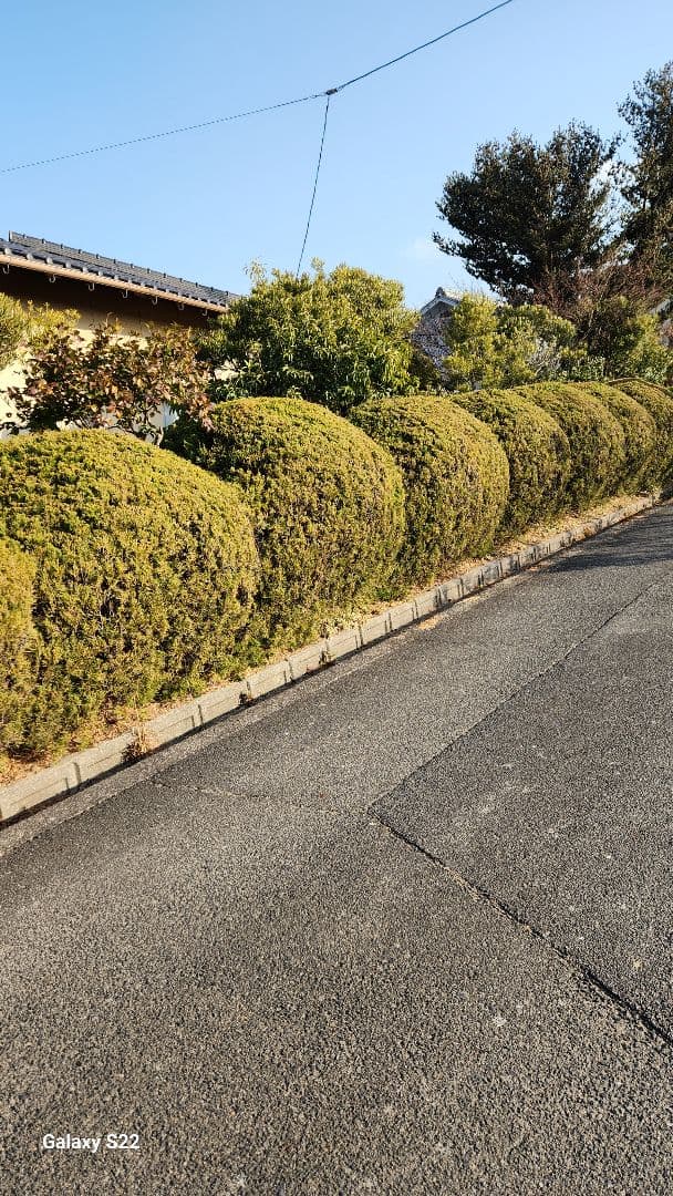 幕末染付け垣根蝶々牡丹花手書き皿　5皿セット