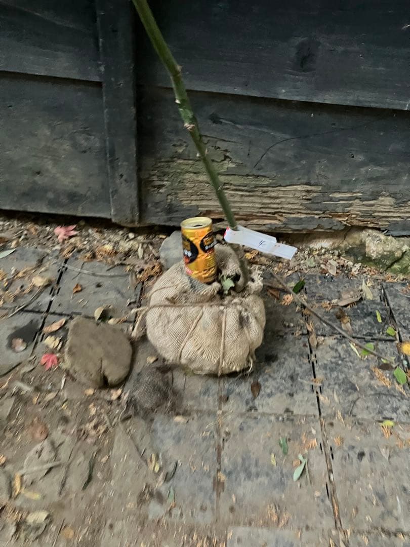 4 山採り　ヤマモミジ