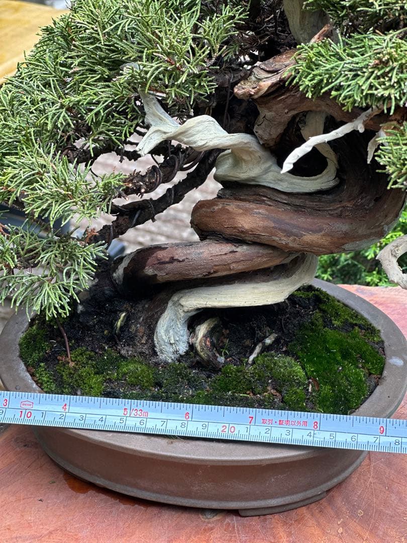 真柏盆栽　30cm