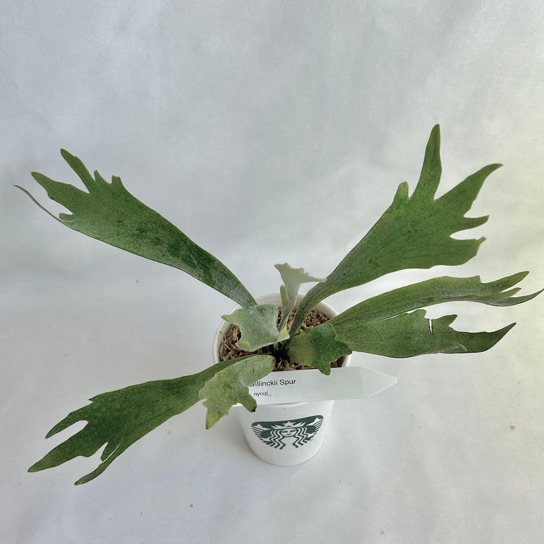 【メルカリ便】P. Willinckii Spur(TC) 【37】