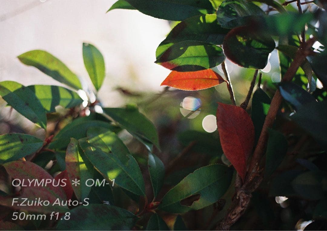 ギブリ！完動品＊初期保証！★オリンパスOM-1★フィルム入門に★作例多数