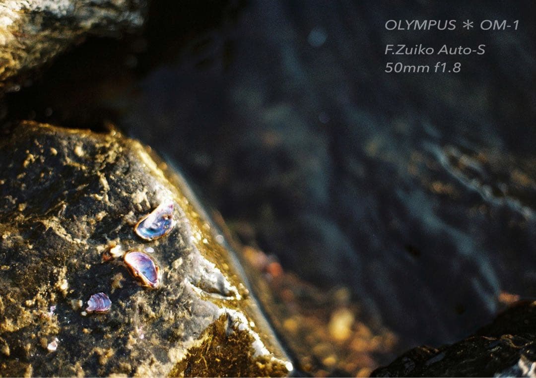 ギブリ！完動品＊初期保証！★オリンパスOM-1★フィルム入門に★作例多数