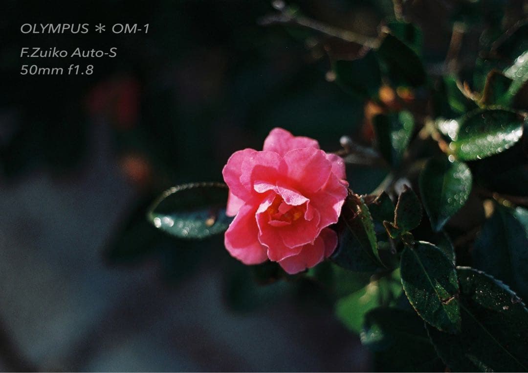 ギブリ！完動品＊初期保証！★オリンパスOM-1★フィルム入門に★作例多数