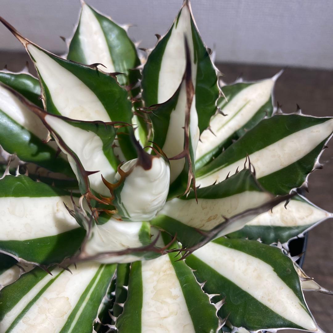 アガベ　ホリダ　白中斑　極上限定