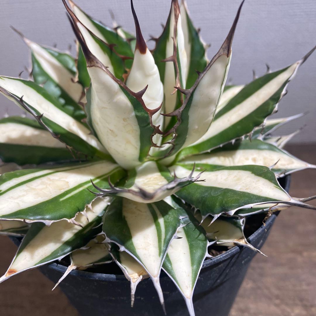 アガベ　ホリダ　白中斑　極上限定