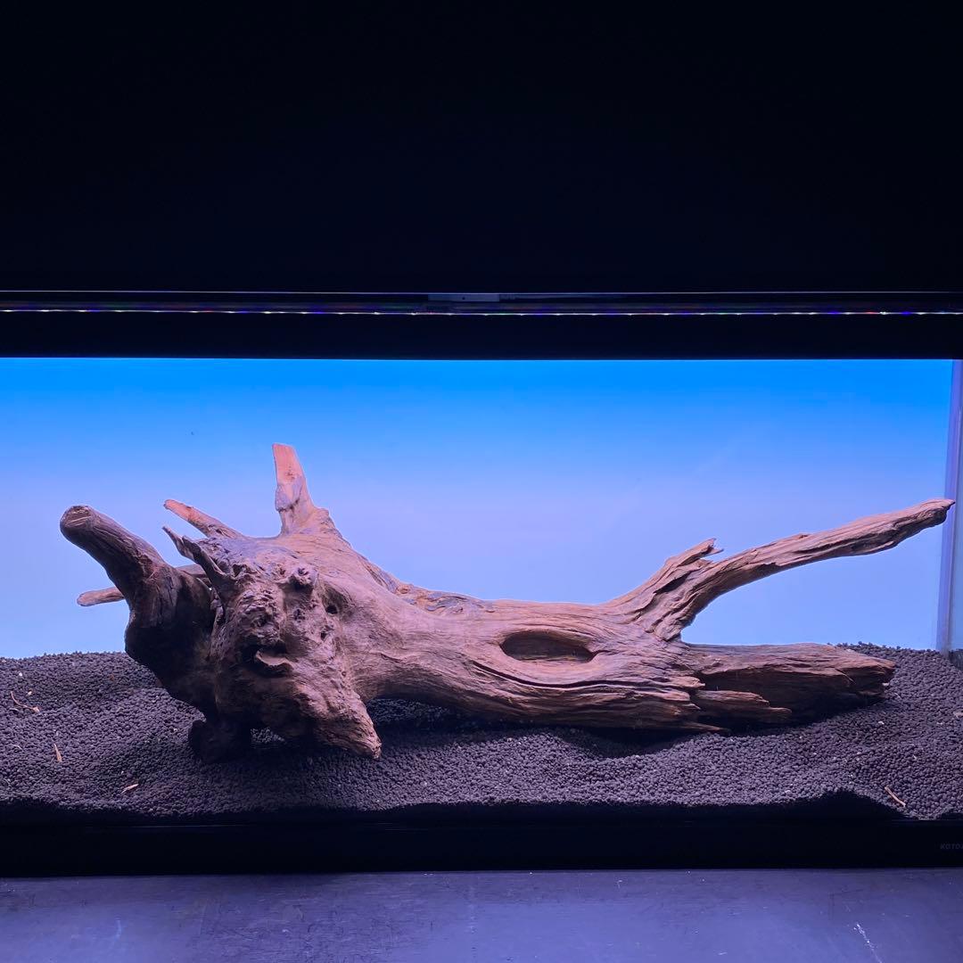 MRW-6567 特大自立赤系流木　1点物　自立流木　一点物90cm水槽用