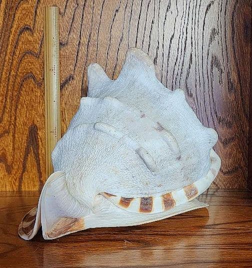 トウカムリガイ（唐冠貝）貝殻