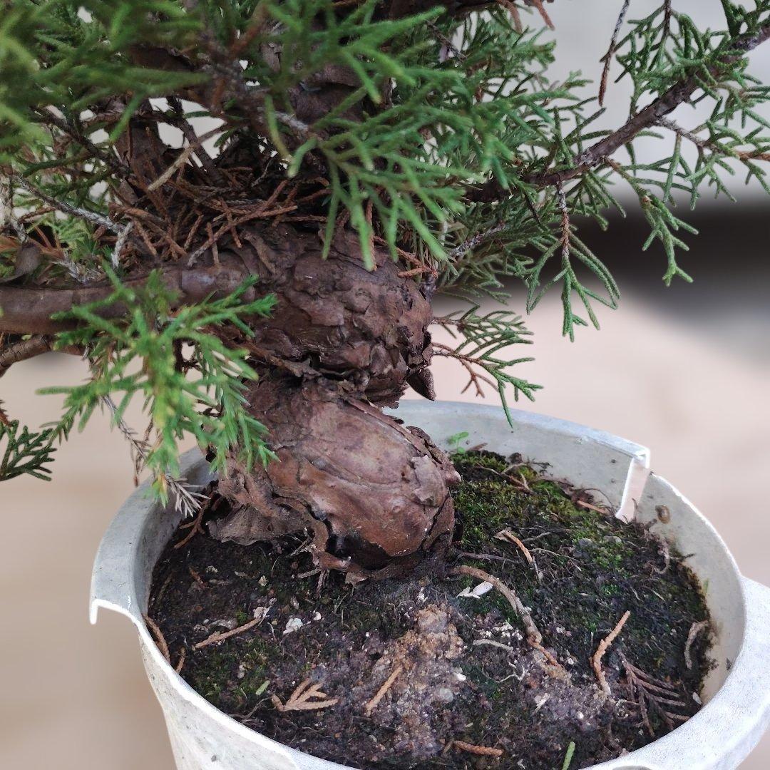 ②糸魚川真柏　素材