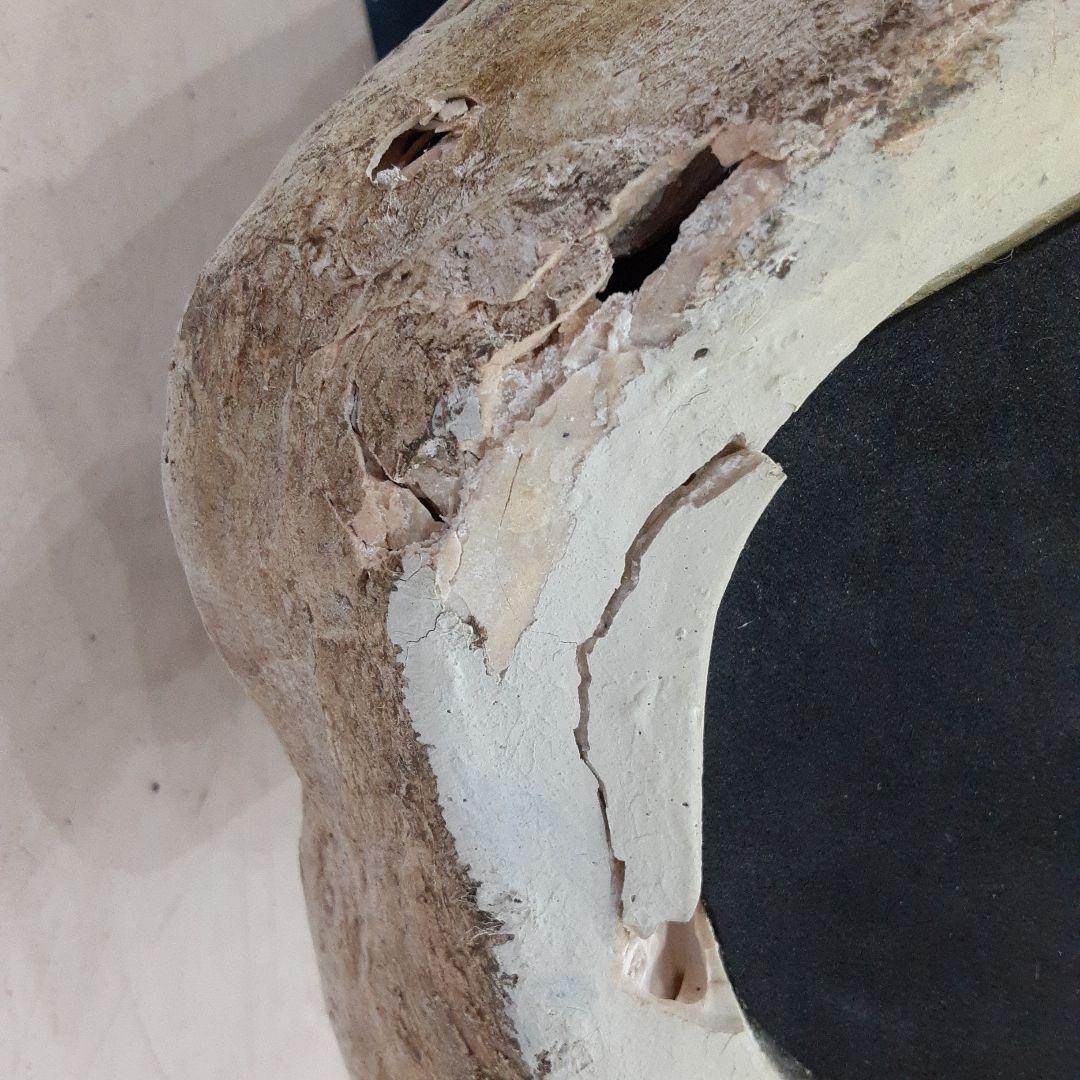 【BIGサイズ/スカル】商品番号230