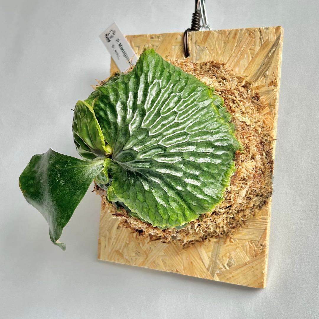 P. Madagascariense【大株】