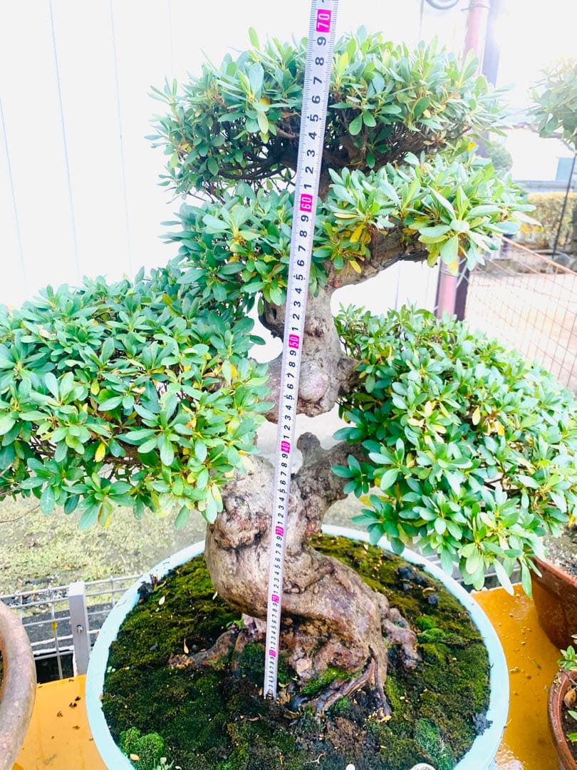 皐月盆栽　サツキ　ツチジ