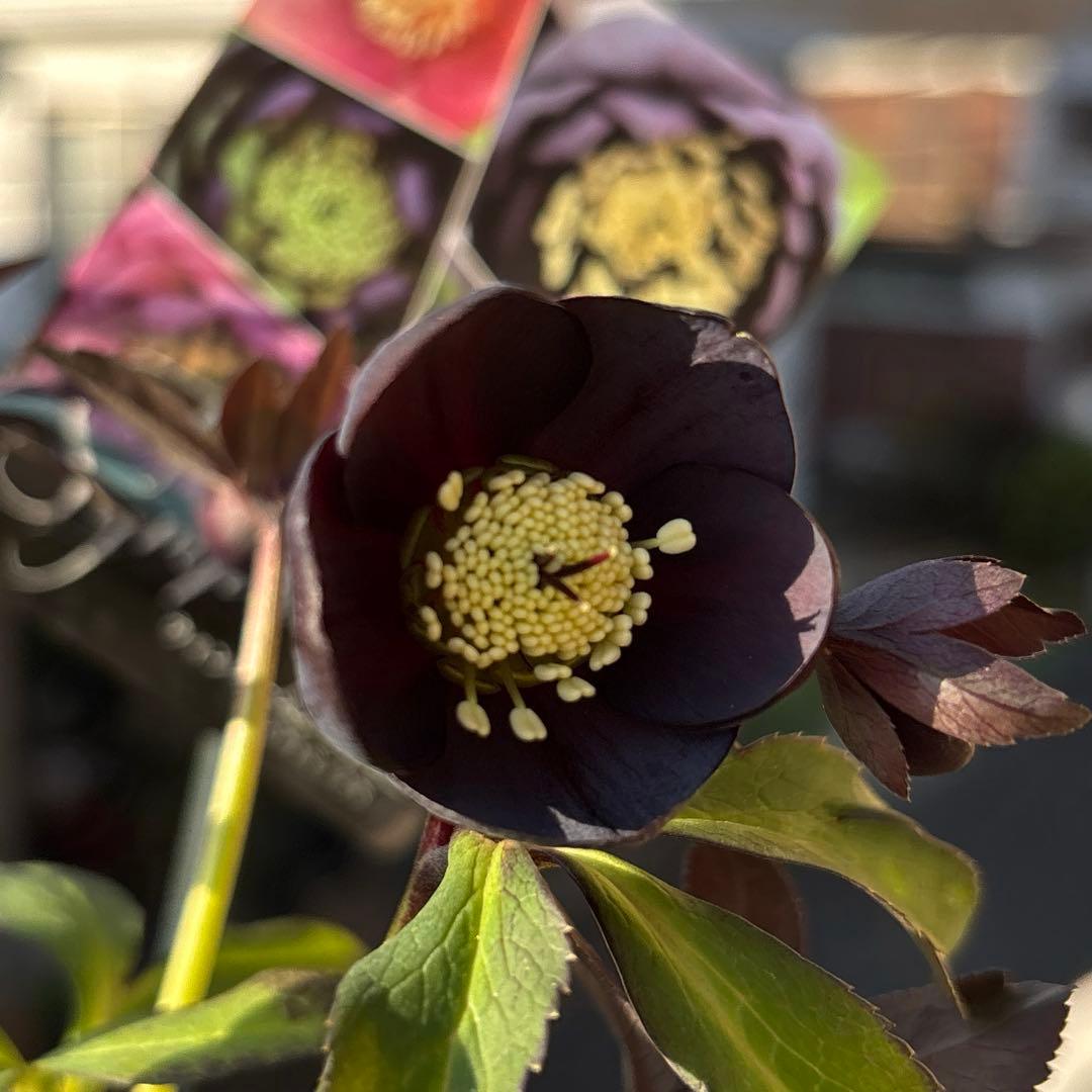 まい様ご購入品　クリスマスローズ　広瀬園芸　写楽　計2点　現品　匿名発送