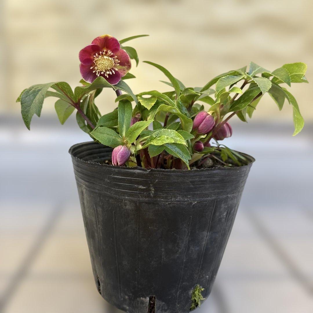 まい様ご購入品　クリスマスローズ　広瀬園芸　写楽　計2点　現品　匿名発送