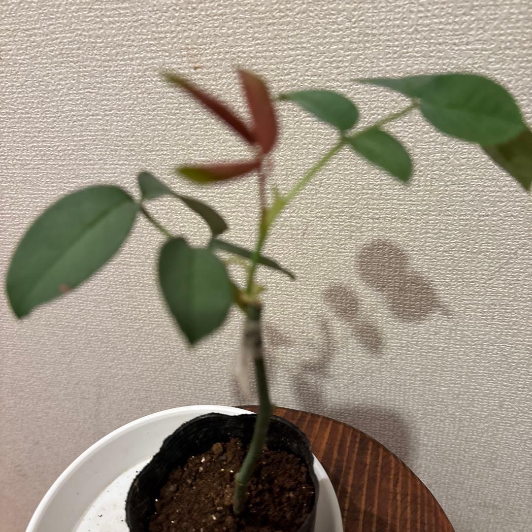 強香り♡フリルのシックな薔薇