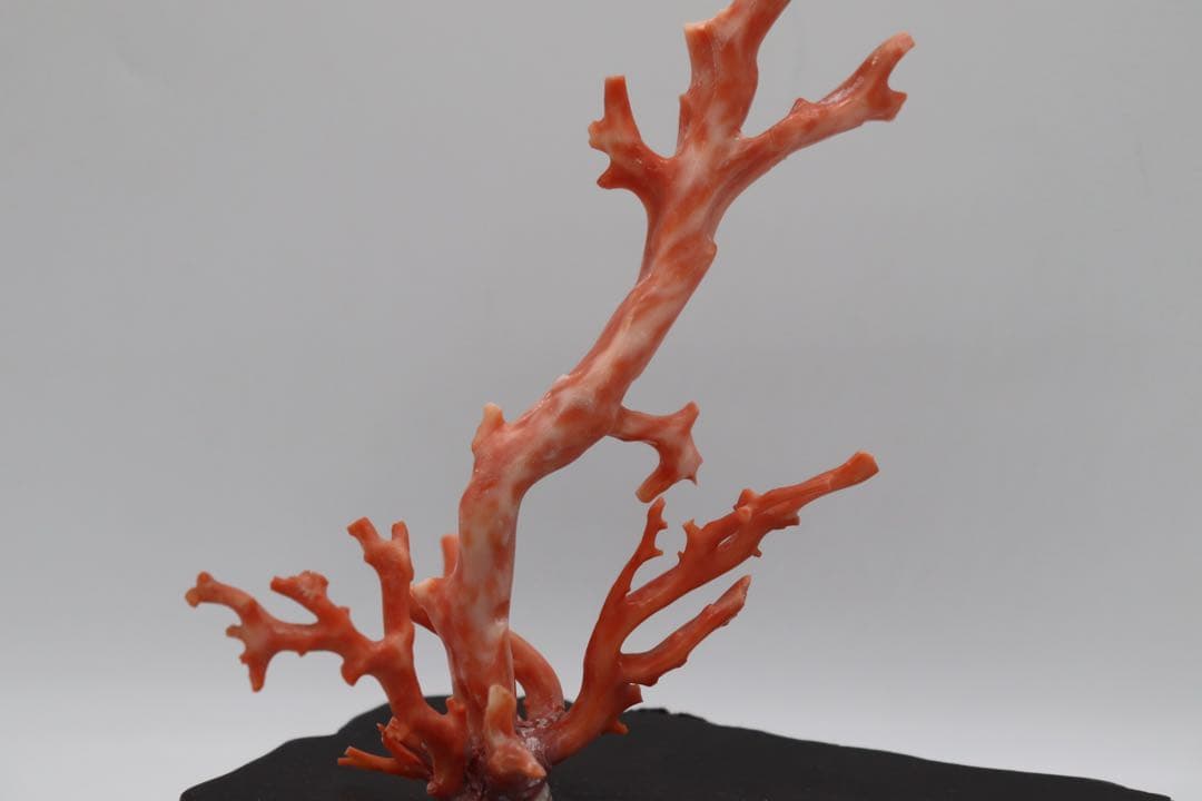 本珊瑚　黒柿台　桃色珊瑚　置物　960g 送料込み250731