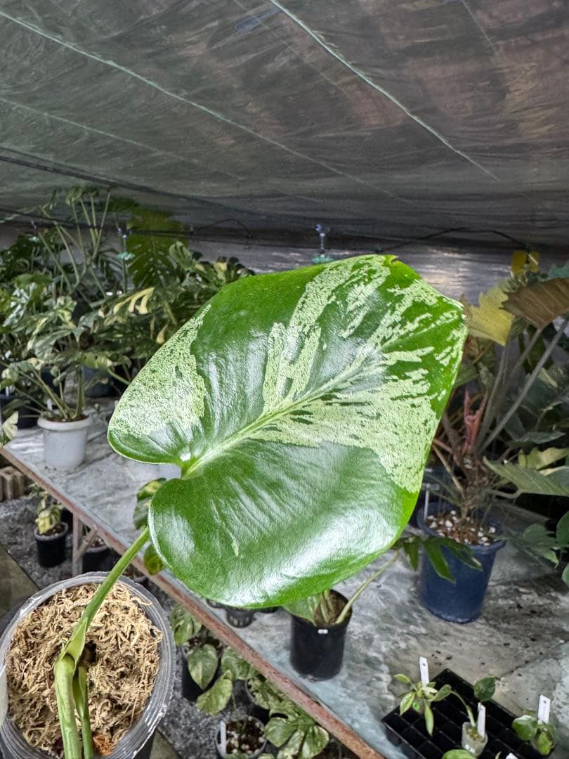 X4 モンステラ　デリシオーサ　ベトシオーサ　セレクトエディション斑入り