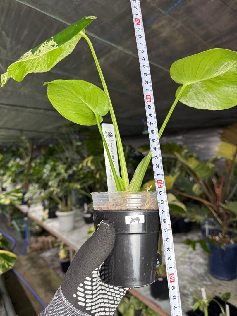 X4 モンステラ　デリシオーサ　ベトシオーサ　セレクトエディション斑入り