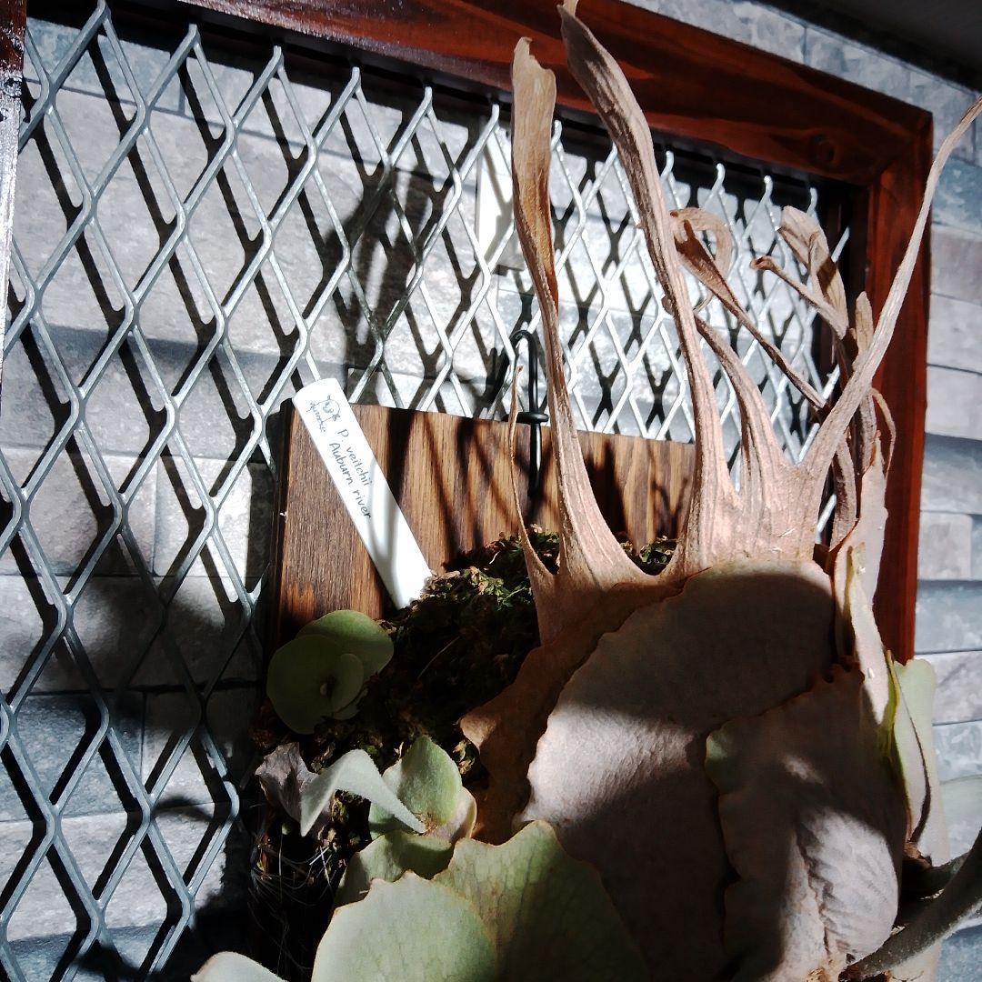 アーバンリバー　ベイチー　P.veitchii Auburn 