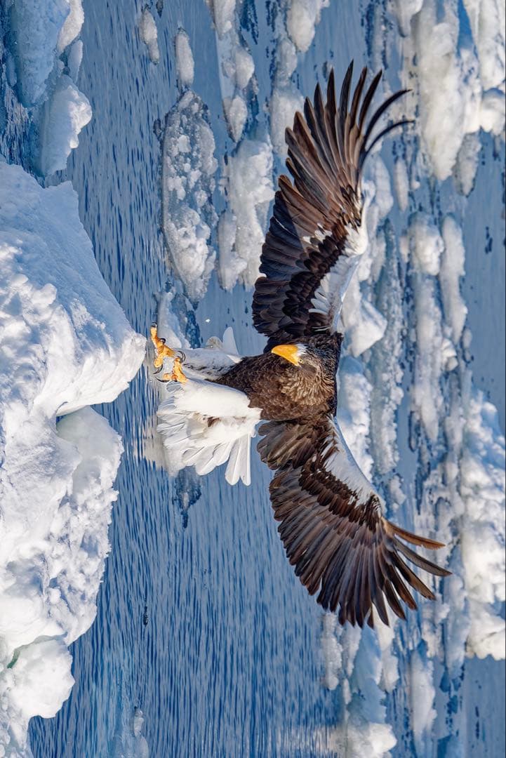 超美品Sony FE 200-600mm F5.6-6.3 G OSS