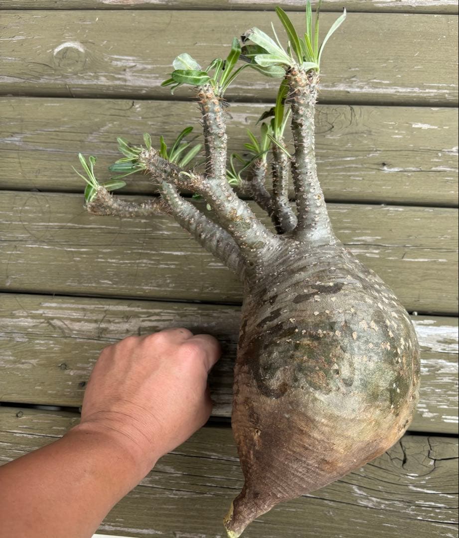 パキポディウムグラキリス　グラキリス　塊根植物　現地球　発根済み　大株　塊根