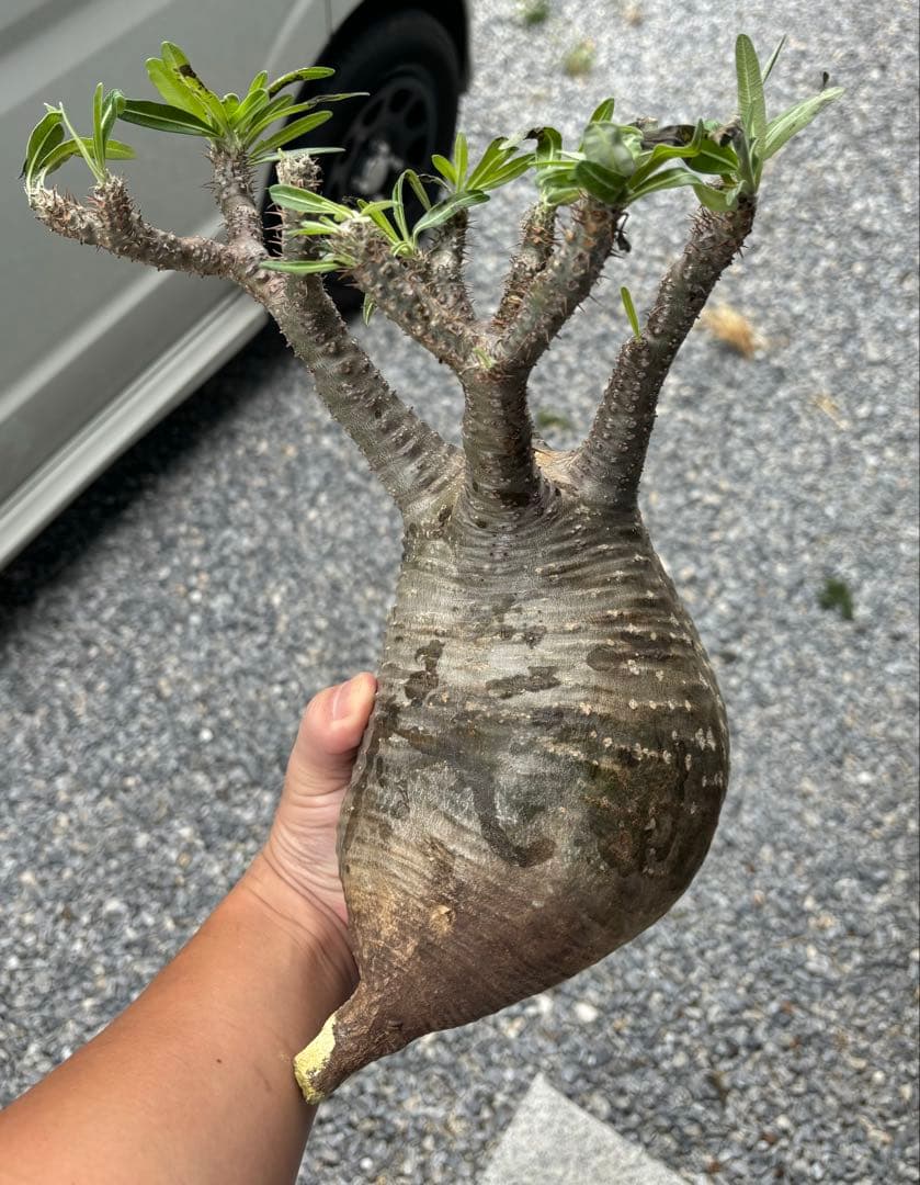 パキポディウムグラキリス　グラキリス　塊根植物　現地球　発根済み　大株　塊根